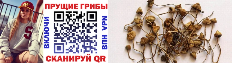кракен онион  Киселёвск  Псилоцибиновые грибы MAGIC MUSHROOMS 